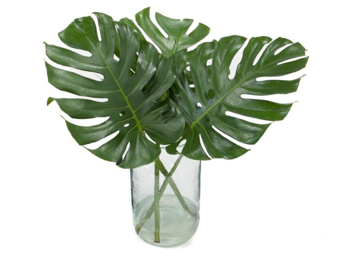 Monstera Blad (gatenplant)