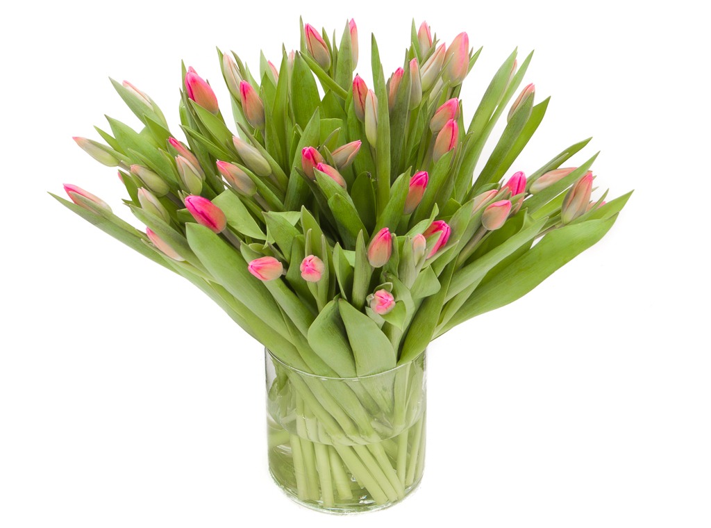 Kracht Ideaal Spit De #1 kwaliteit Roze tulpen kopen doe je bij De Gier.