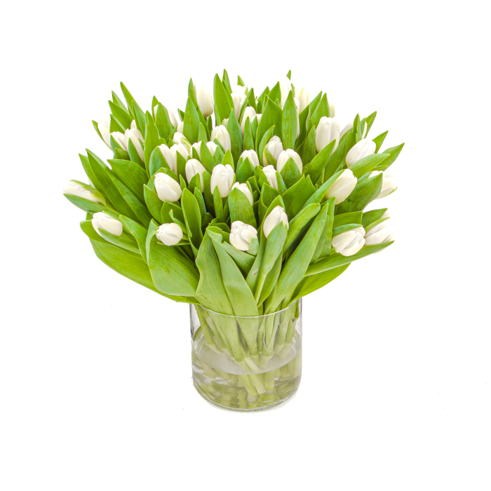 Onze witte tulpen