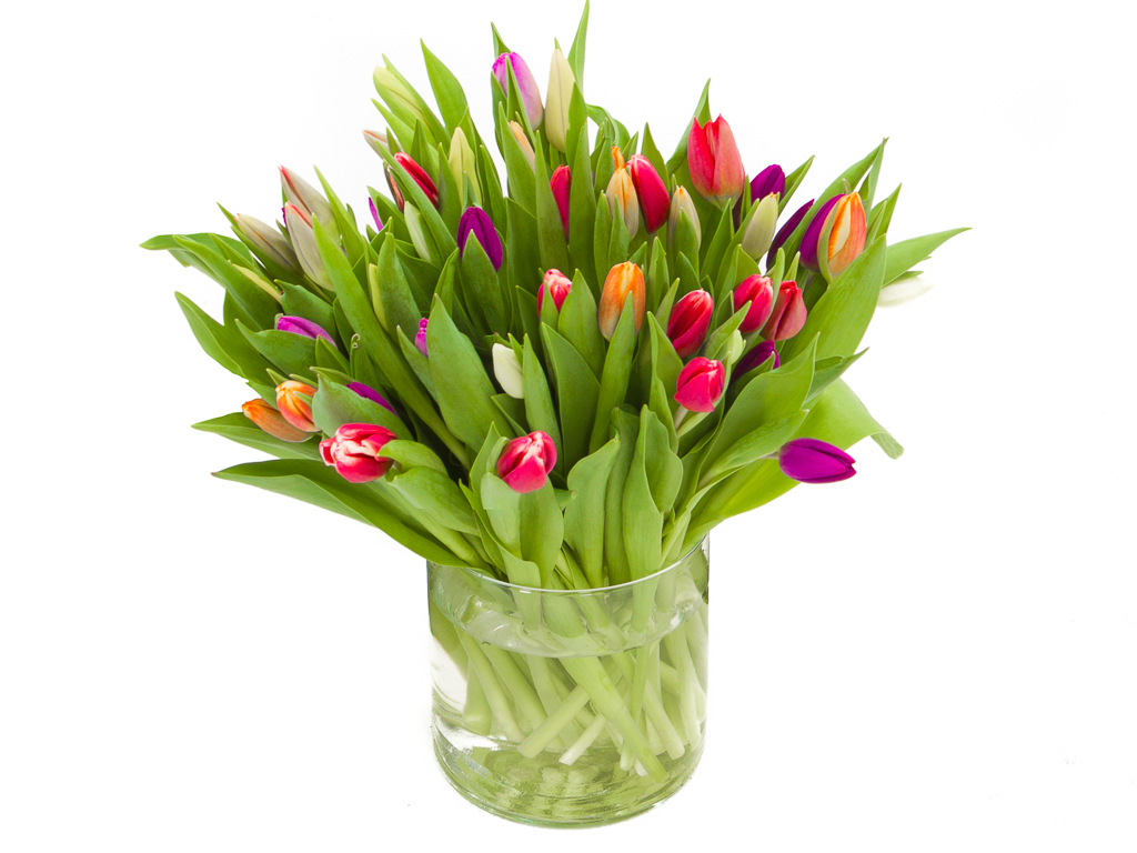 pil Kinderachtig volume Gemengde Tulpen Bestellen? Hier Voor De Laagste Prijs!