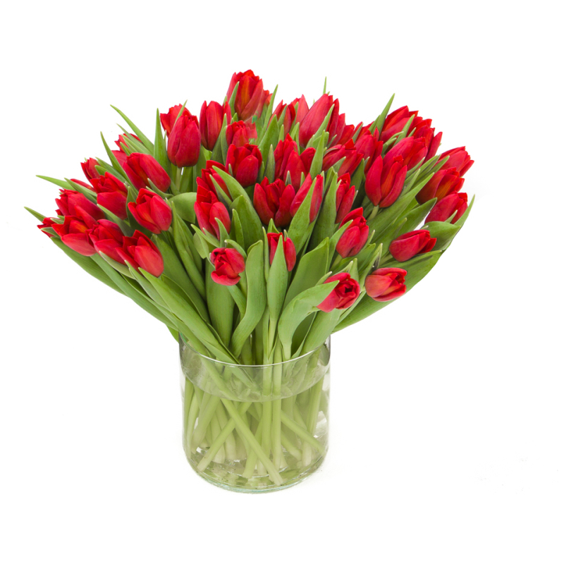 passie opgroeien doorboren Rode tulpen bestellen? De #1 in hoge kwaliteit rode tulpen!