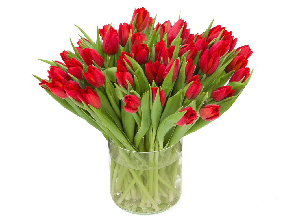 Rode De #1 In Hoge Kwaliteit Rode Tulpen!