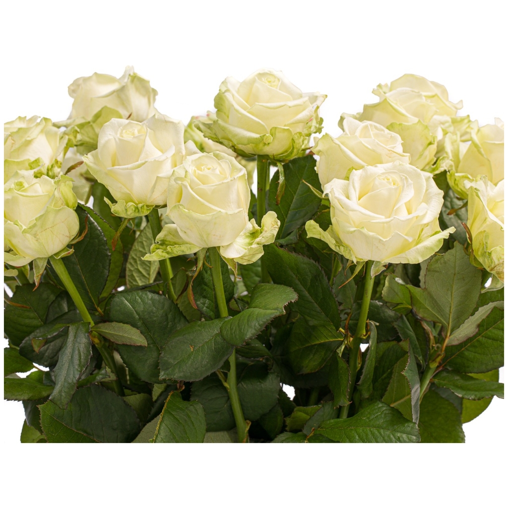 Witte rozen bestellen