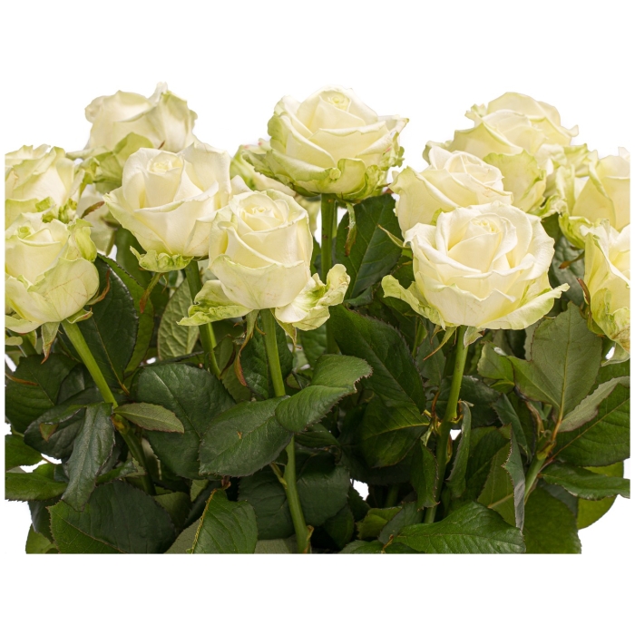 Witte rozen 2