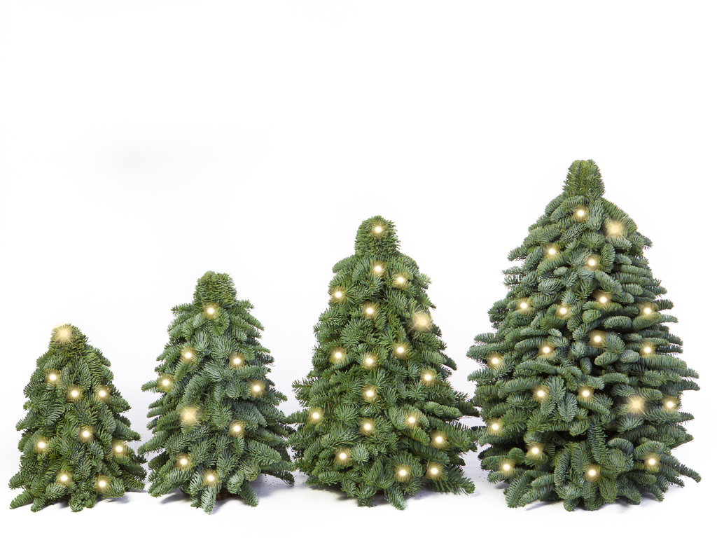 Nu al wetgeving Verniel Nobilis Kerstboom Kopen? Handgemaakt | Laagste Prijs | Vers