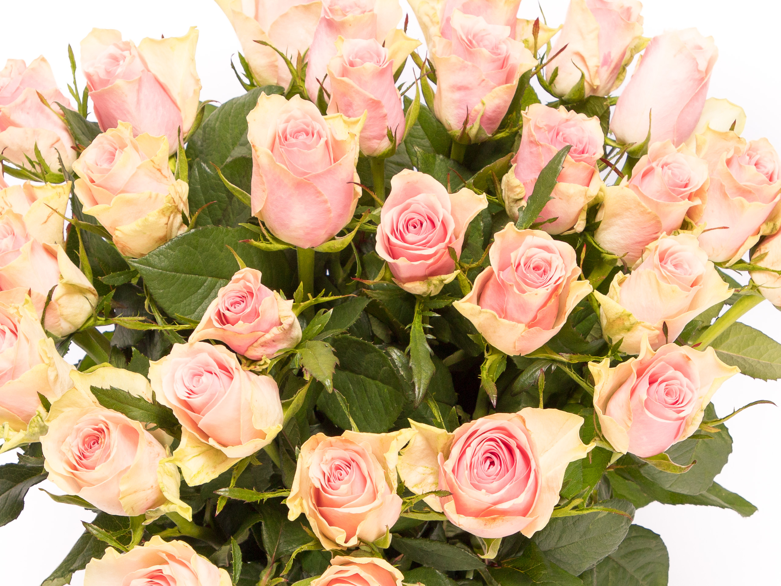 hoop Efficiënt cafetaria Roze rozen bestellen? De #1 in het leveren van super rozen!