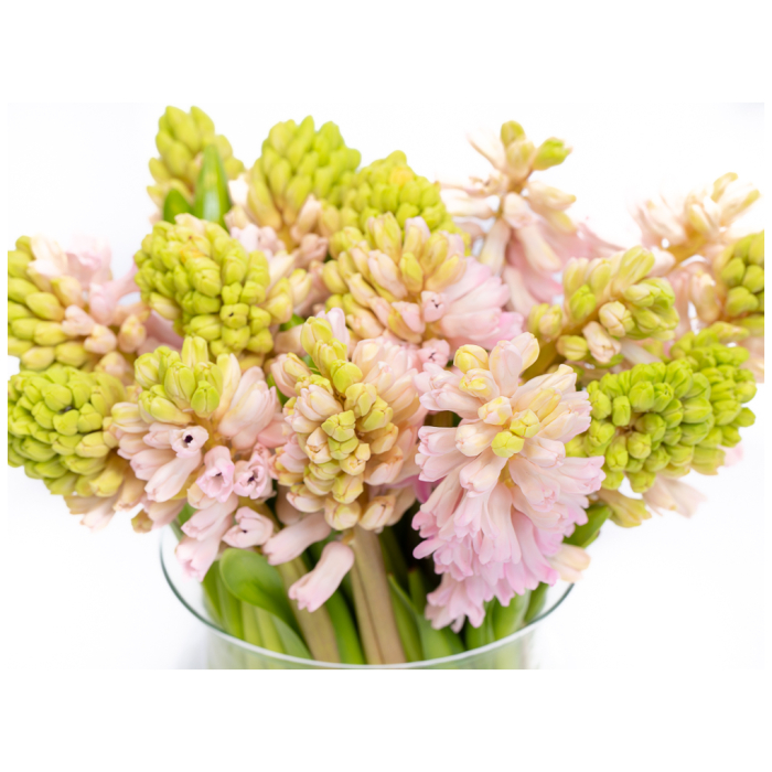 Hyacinten bestellen