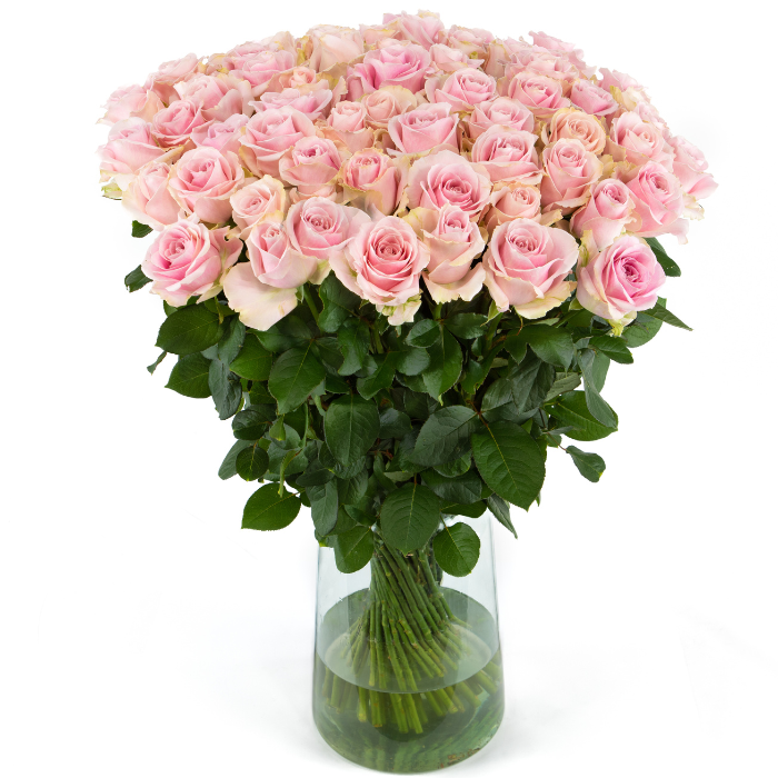67 Roz 70 roze rozen bestellen van topkwaliteit? Bestel ze nu hier!