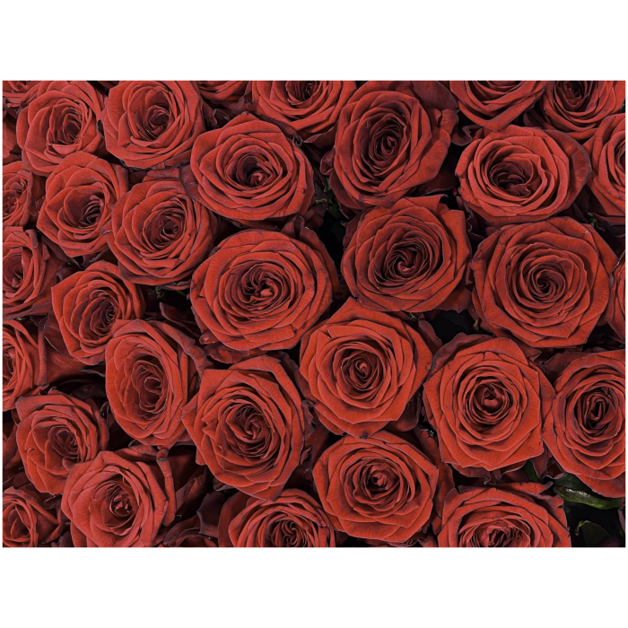 100 rode rozen