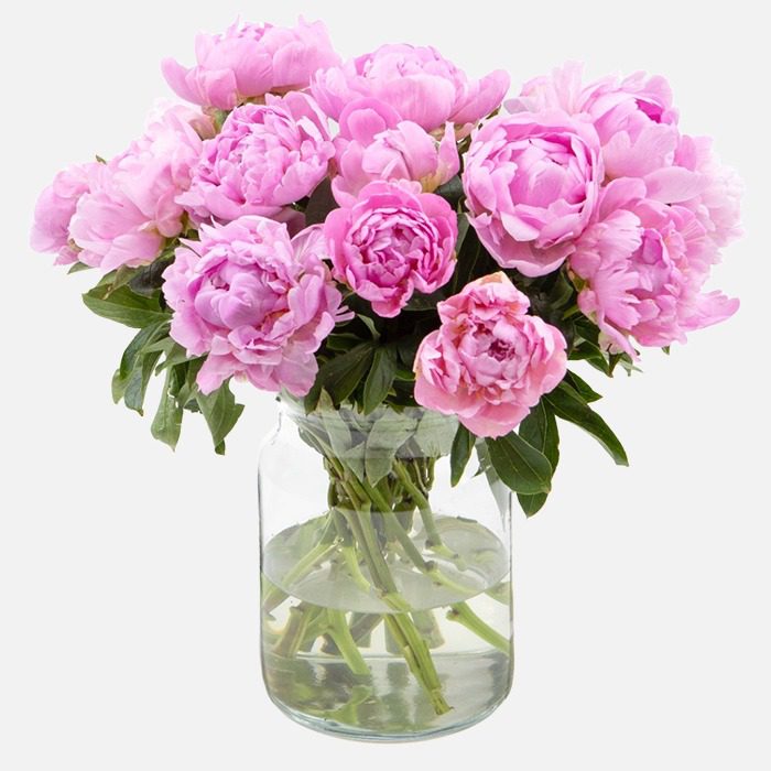 Roze pioenrozen bestellen