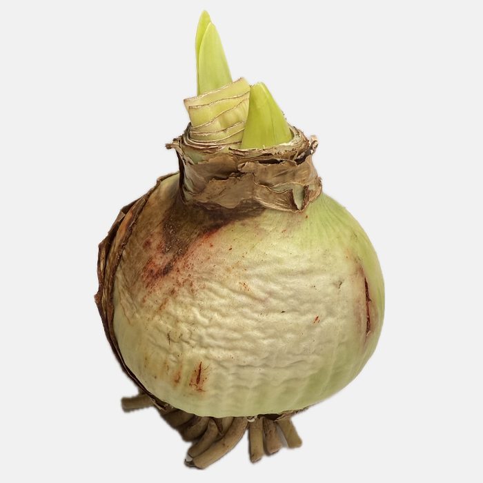 amaryllis bol wit