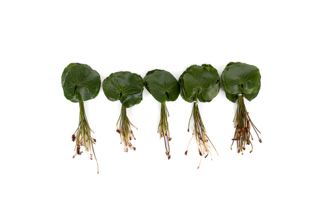 galax blad kopen