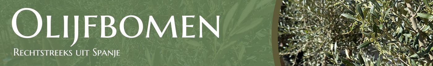 banner olijfbomen